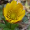 Fotografia 10 da espécie Anemone palmata do Jardim Botânico UTAD