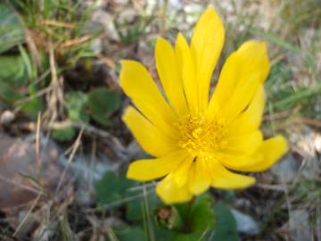 Fotografia da espécie Anemone palmata