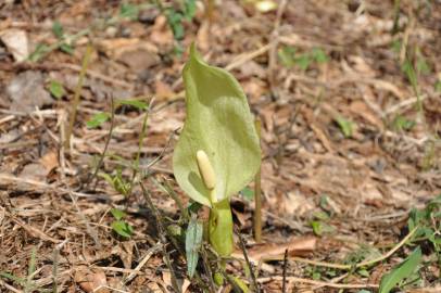 Fotografia da espécie Arum italicum