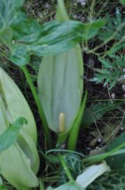 Fotografia da espécie Arum italicum