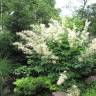 Fotografia 8 da espécie Aruncus dioicus do Jardim Botânico UTAD