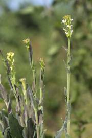 Fotografia da espécie Arabis glabra