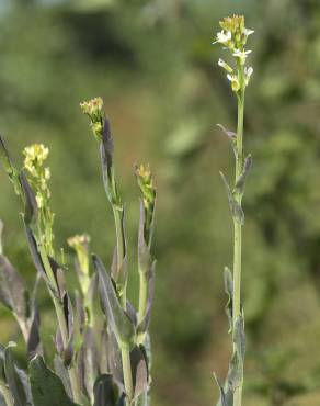 Fotografia 9 da espécie Arabis glabra no Jardim Botânico UTAD