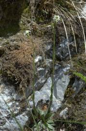 Fotografia da espécie Arabis glabra