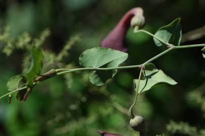 Fotografia da espécie Aristolochia baetica