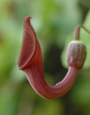 Fotografia 11 da espécie Aristolochia baetica no Jardim Botânico UTAD