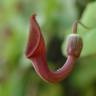 Fotografia 11 da espécie Aristolochia baetica do Jardim Botânico UTAD