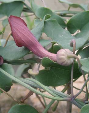 Fotografia 13 da espécie Aristolochia baetica no Jardim Botânico UTAD