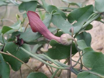 Fotografia da espécie Aristolochia baetica