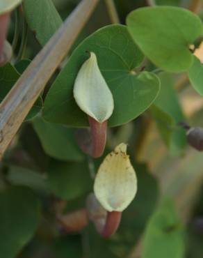 Fotografia 14 da espécie Aristolochia baetica no Jardim Botânico UTAD