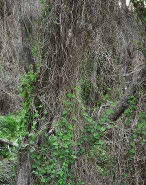 Fotografia 15 da espécie Aristolochia baetica no Jardim Botânico UTAD