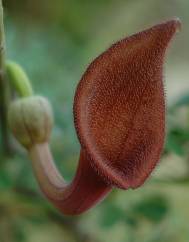 Aristolochia baetica