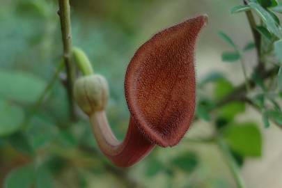 Fotografia da espécie Aristolochia baetica