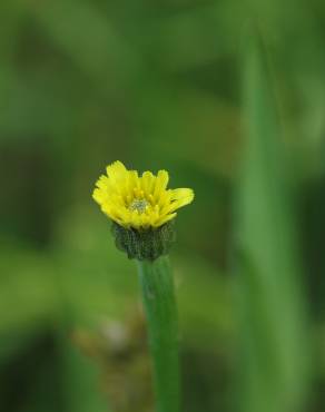 Fotografia 10 da espécie Arnoseris minima no Jardim Botânico UTAD