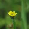 Fotografia 10 da espécie Arnoseris minima do Jardim Botânico UTAD