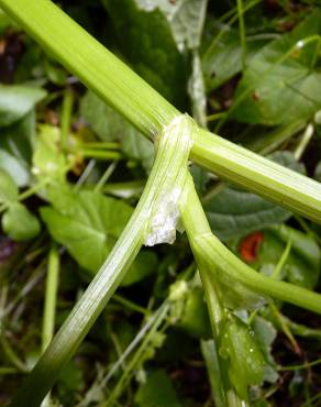 Fotografia 18 da espécie Apium nodiflorum no Jardim Botânico UTAD