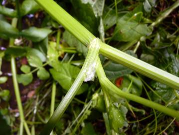 Fotografia da espécie Apium nodiflorum