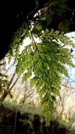 Fotografia da espécie Vandenboschia speciosa