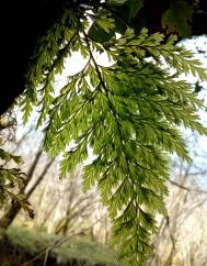 Vandenboschia speciosa