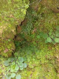 Fotografia da espécie Vandenboschia speciosa