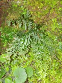 Fotografia da espécie Vandenboschia speciosa