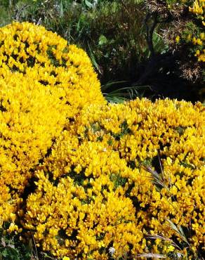 Fotografia 3 da espécie Ulex densus no Jardim Botânico UTAD