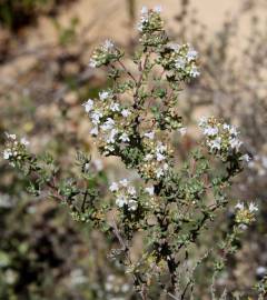 Fotografia da espécie Thymus capitellatus