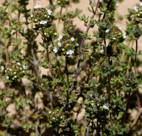 Fotografia da espécie Thymus capitellatus