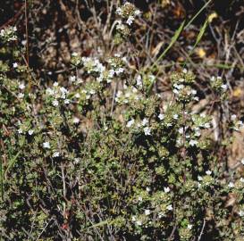 Fotografia da espécie Thymus capitellatus