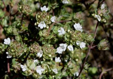 Fotografia da espécie Thymus capitellatus