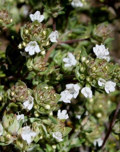 Fotografia de capa Thymus capitellatus - do Jardim Botânico