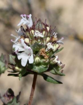 Fotografia 6 da espécie Thymus capitellatus no Jardim Botânico UTAD