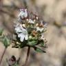 Fotografia 6 da espécie Thymus capitellatus do Jardim Botânico UTAD