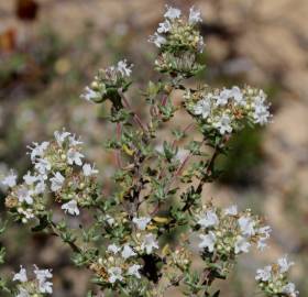 Fotografia da espécie Thymus capitellatus