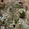 Fotografia 7 da espécie Thymus capitellatus do Jardim Botânico UTAD