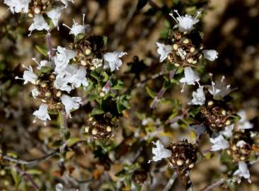 Fotografia da espécie Thymus capitellatus