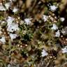 Fotografia 9 da espécie Thymus capitellatus do Jardim Botânico UTAD