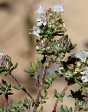 Fotografia 10 da espécie Thymus capitellatus no Jardim Botânico UTAD