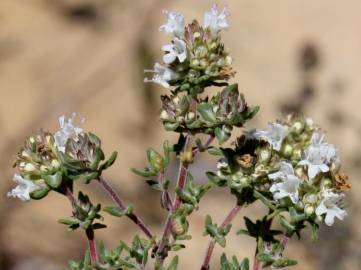 Fotografia da espécie Thymus capitellatus