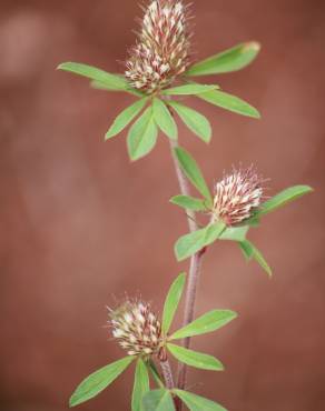 Fotografia 1 da espécie Trifolium bocconei no Jardim Botânico UTAD