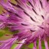 Fotografia 8 da espécie Silybum marianum do Jardim Botânico UTAD