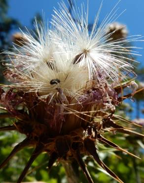 Fotografia 10 da espécie Silybum marianum no Jardim Botânico UTAD