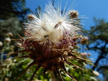 Fotografia da espécie Silybum marianum