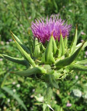 Fotografia 14 da espécie Silybum marianum no Jardim Botânico UTAD