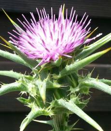 Fotografia da espécie Silybum marianum