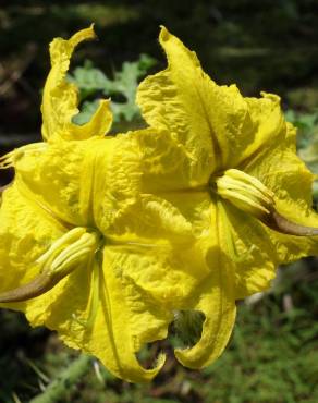 Fotografia 8 da espécie Solanum rostratum no Jardim Botânico UTAD