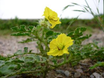 Fotografia da espécie Solanum rostratum