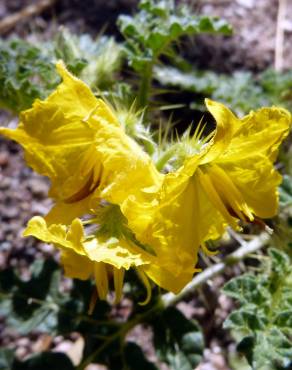 Fotografia 10 da espécie Solanum rostratum no Jardim Botânico UTAD