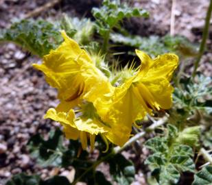 Fotografia da espécie Solanum rostratum