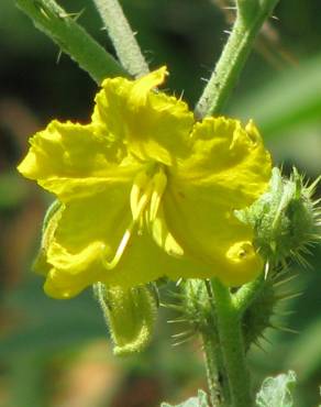 Fotografia 12 da espécie Solanum rostratum no Jardim Botânico UTAD